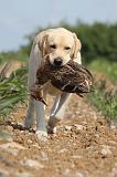 LABRADOR 458